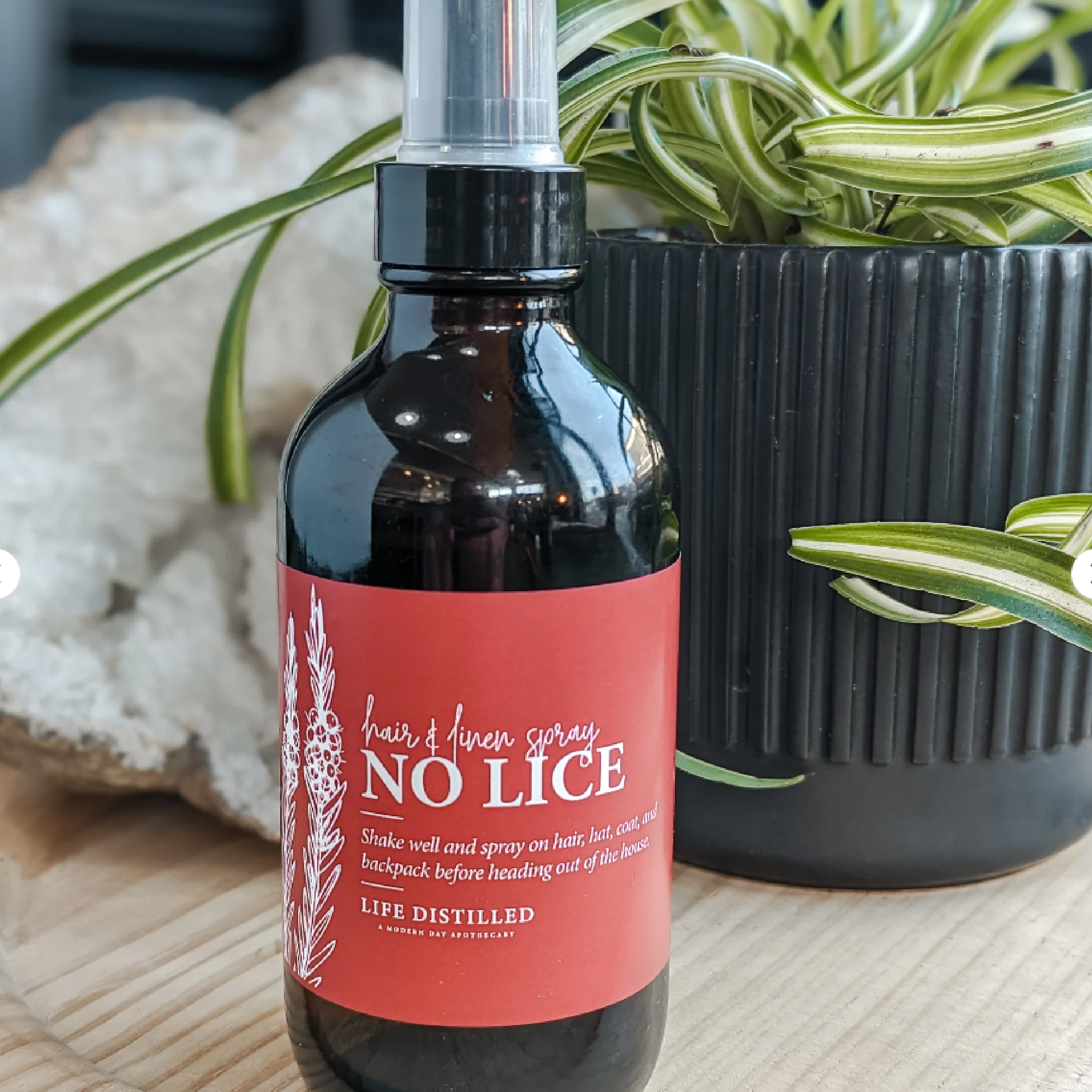 Life Distilled, No Lice